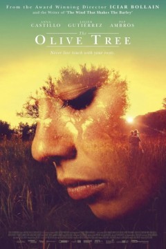 橄榄树2016