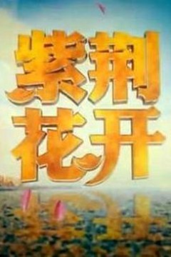 紫荆花开